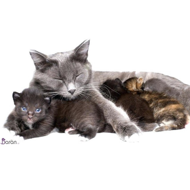 تغذیه صحیح بچه گربه تغذیه بچه گربه