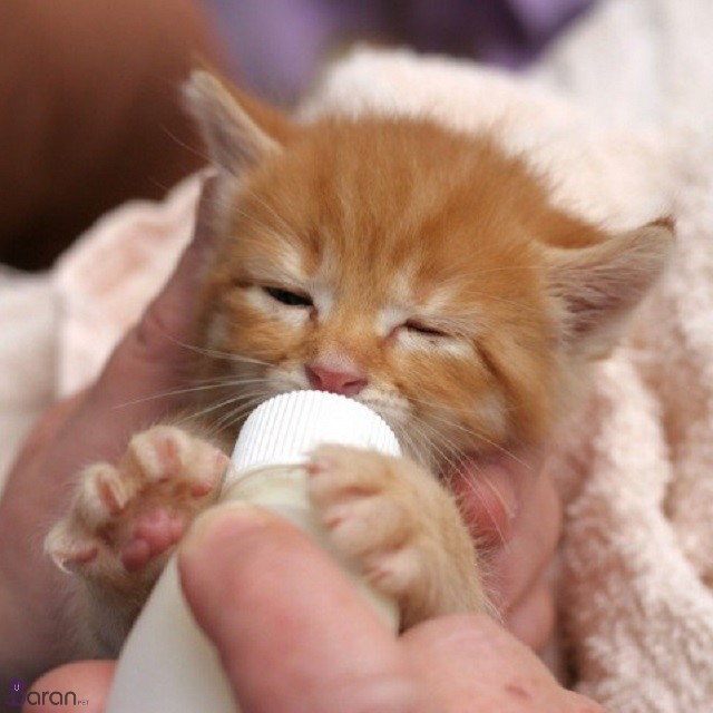 تغذیه صحیح بچه گربه تغذیه بچه گربه