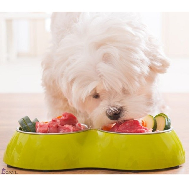 تغذیه توله سگ تغذیه توله سگ