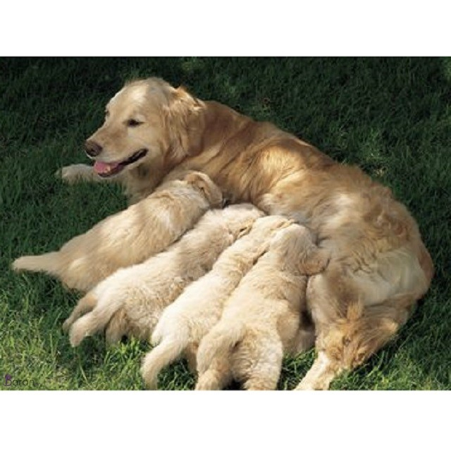 تغذیه توله سگ تغذیه توله سگ