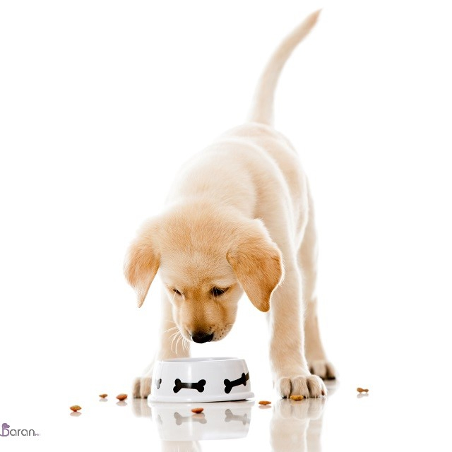 تغذیه توله سگ تغذیه توله سگ