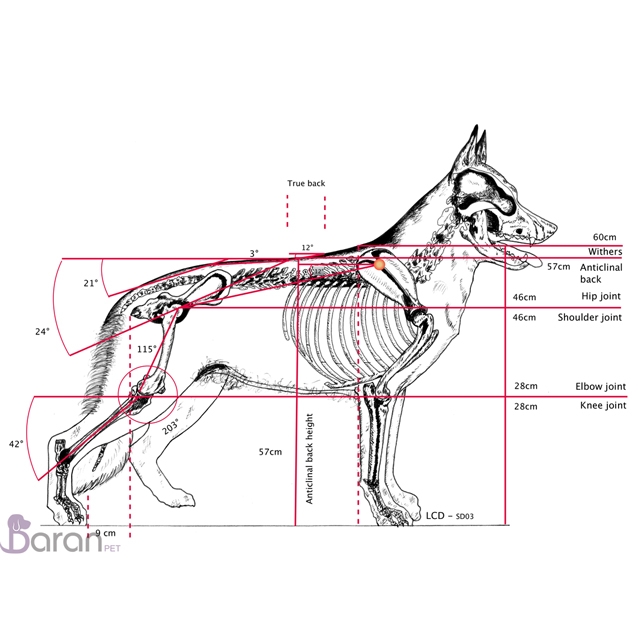 معرفی سگ نژاد ژرمن شپرد