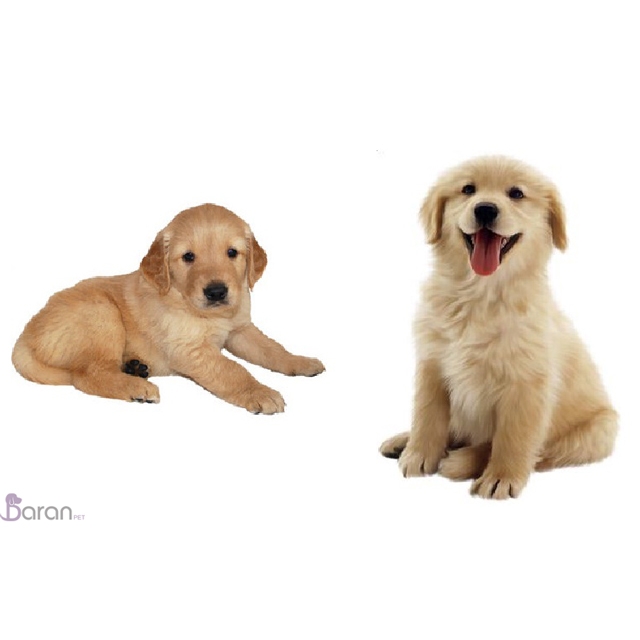 آشنایی با نژاد گلدن رتریور نژاد گلدن رتریور