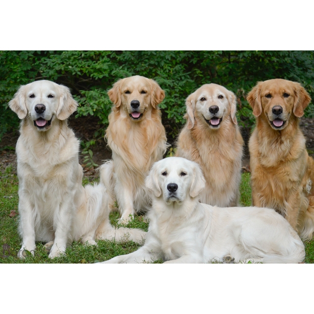 آشنایی با نژاد گلدن رتریور نژاد گلدن رتریور