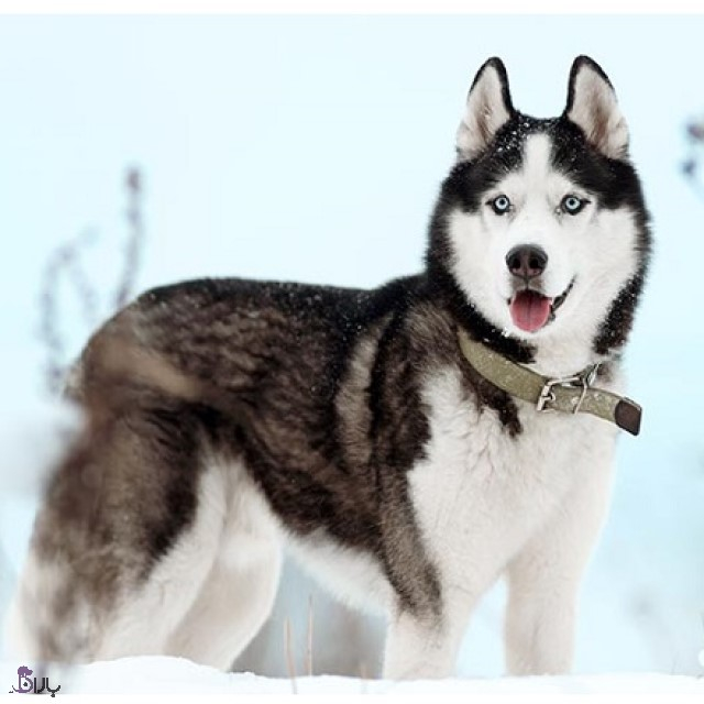 معرفی سگ نژاد هاسکی معرفی سگ نژاد هاسکی