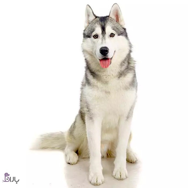 معرفی سگ نژاد سرابی سگ هاسکی