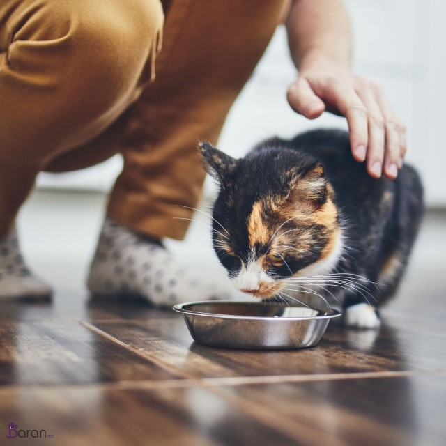 من گربه هستم ! من گربه هستم !