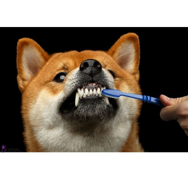 راه های طبیعی برای تمیز کردن دندان های سگ