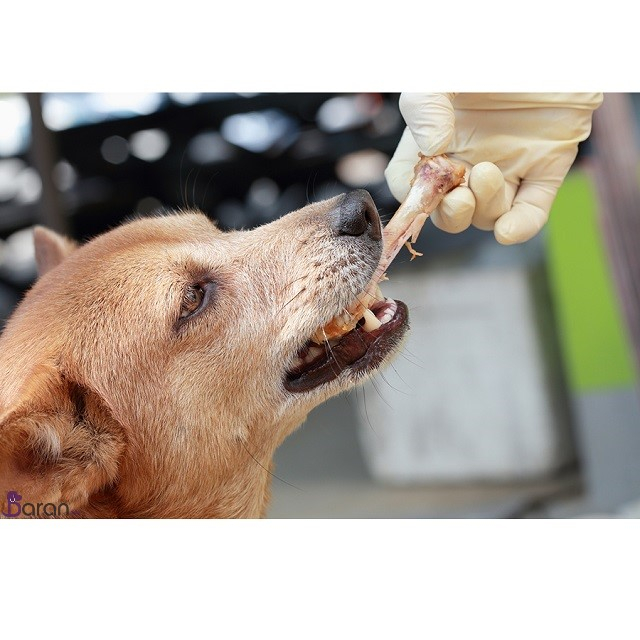 راه های طبیعی برای تمیز نگه داشتن دندان های سگ راه های طبیعی برای تمیز کردن دندان های سگ