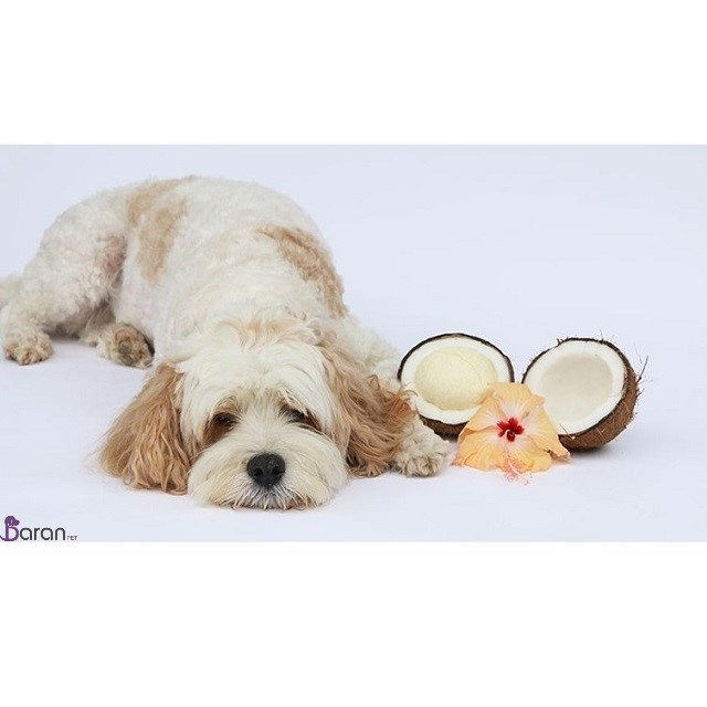 راه های طبیعی برای تمیز نگه داشتن دندان های سگ راه های طبیعی برای تمیز کردن دندان های سگ