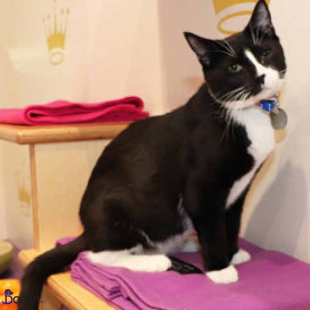 سرپرستی گرفتن حیوانات خانگی به سرپرستی گرفتن حیوانات خانگی