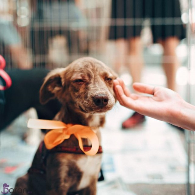 سرپرستی گرفتن حیوانات خانگی به سرپرستی گرفتن حیوانات خانگی