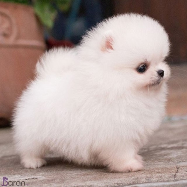 معرفی سگ نژاد پامرانیان معرفی سگ نژاد پامرانیان