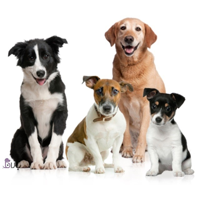 محبوب ترین نژادهای سگ سال ۲۰۲۰ نژادهای محبوب سگ سال ۲۰۲۰