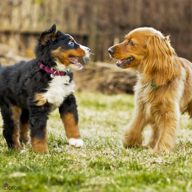 اجتماعی شدن توله سگ اجتماعی شدن توله سگ