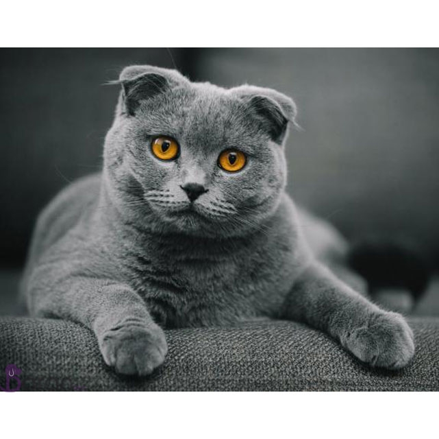 معرفی گربه نژاد اسکاتیش گربه اسکاتیش فولد