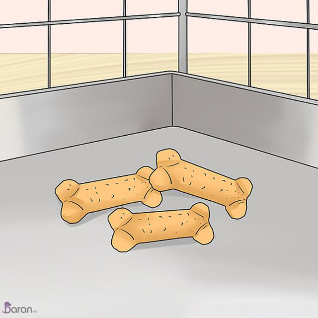 آموزش ماندن سگ در داخل پارک سگ سگ در داخل پارک سگ