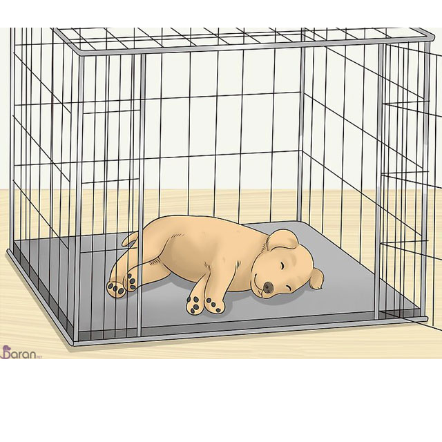 آموزش ماندن سگ در داخل پارک سگ سگ در داخل پارک سگ