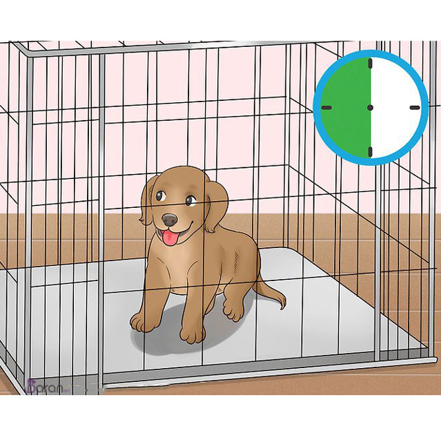آموزش ماندن سگ در داخل پارک سگ سگ در داخل پارک سگ