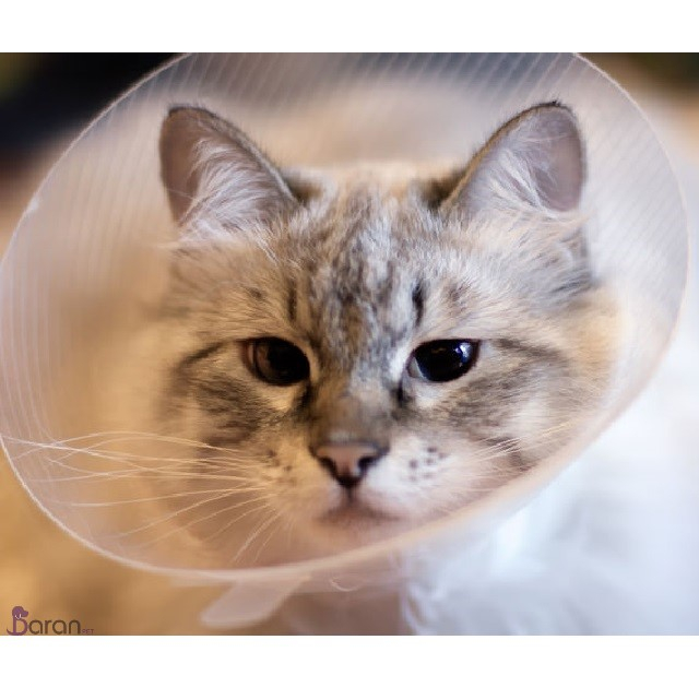 عقیم سازی حیوانات خانگی باران پت- عقیم سازی سگ - عقیم سازی گربه