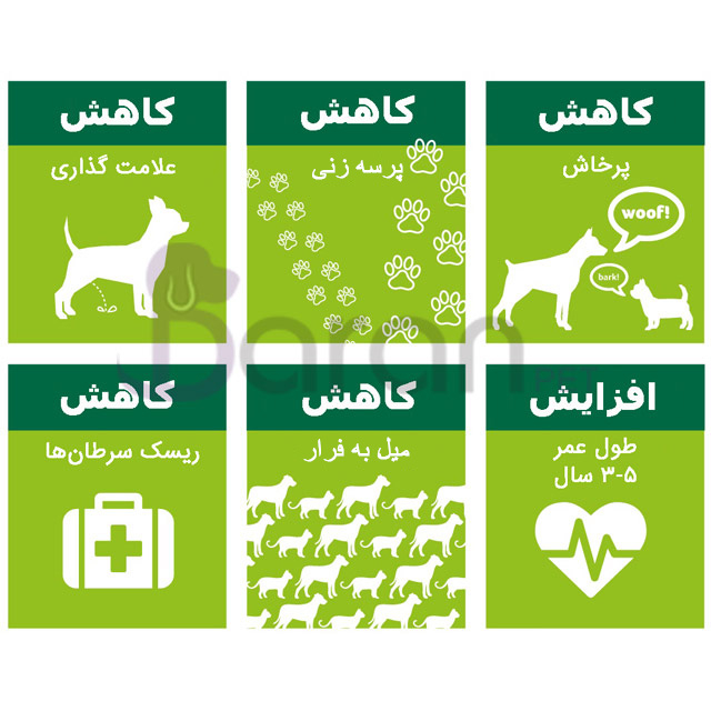 عقیم سازی حیوانات خانگی باران پت- عقیم سازی سگ - عقیم سازی گربه