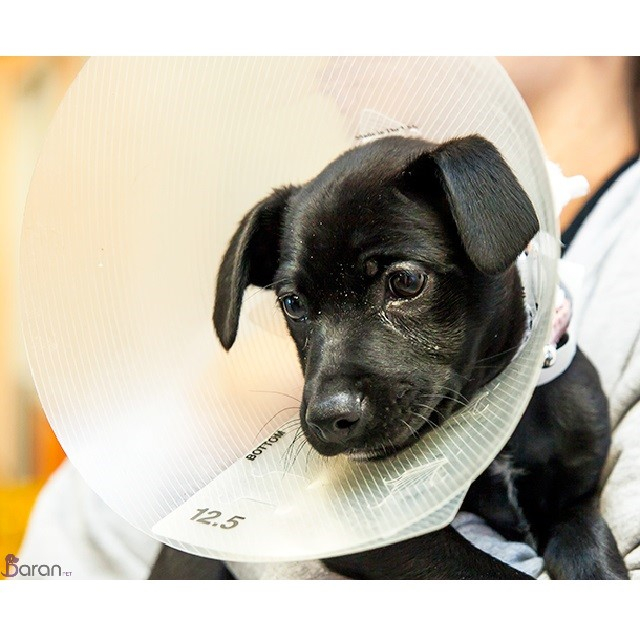 عقیم سازی حیوانات خانگی باران پت- عقیم سازی سگ - عقیم سازی گربه