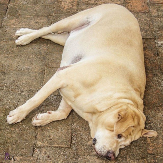 نفخ در سگ و درمان آن