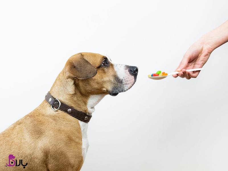 راهنمای استفاده و عوارض جانبی گلوکزامین برای سگ