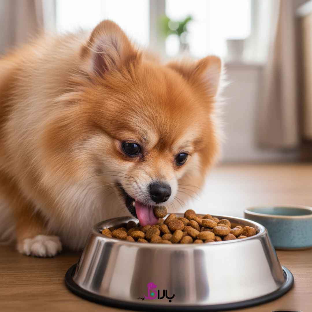 سگ پامرانین