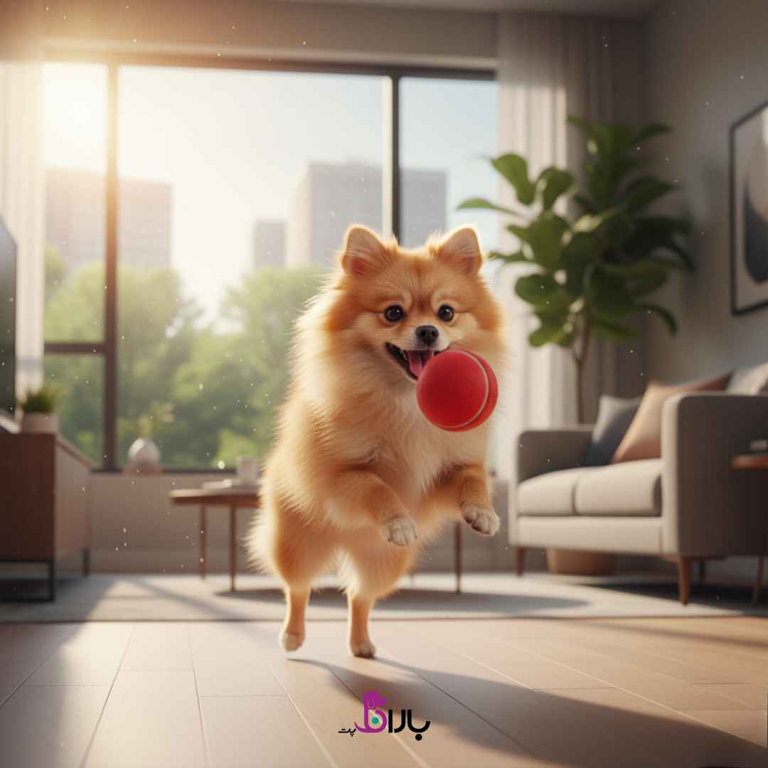 سگ پامرانین