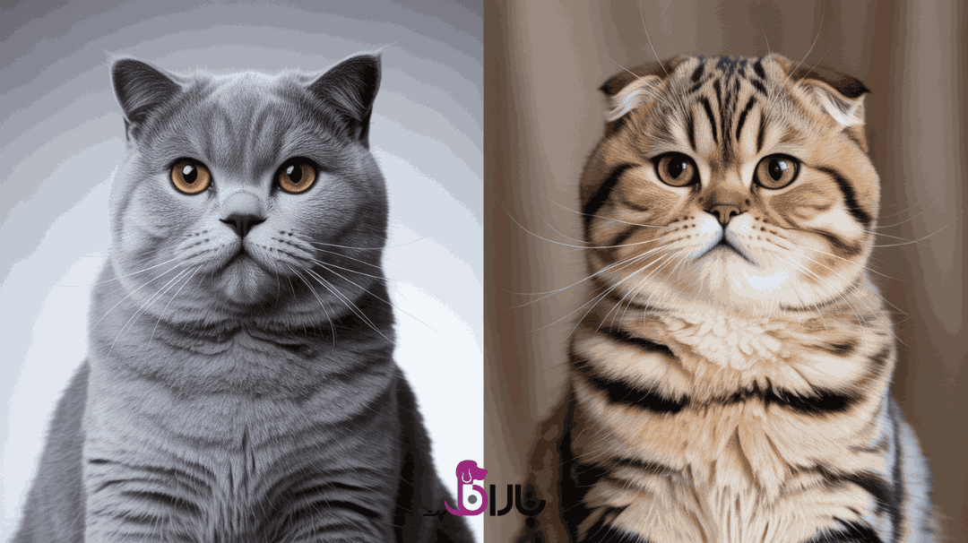 گربه اسکاتیش فولد و بریتیش