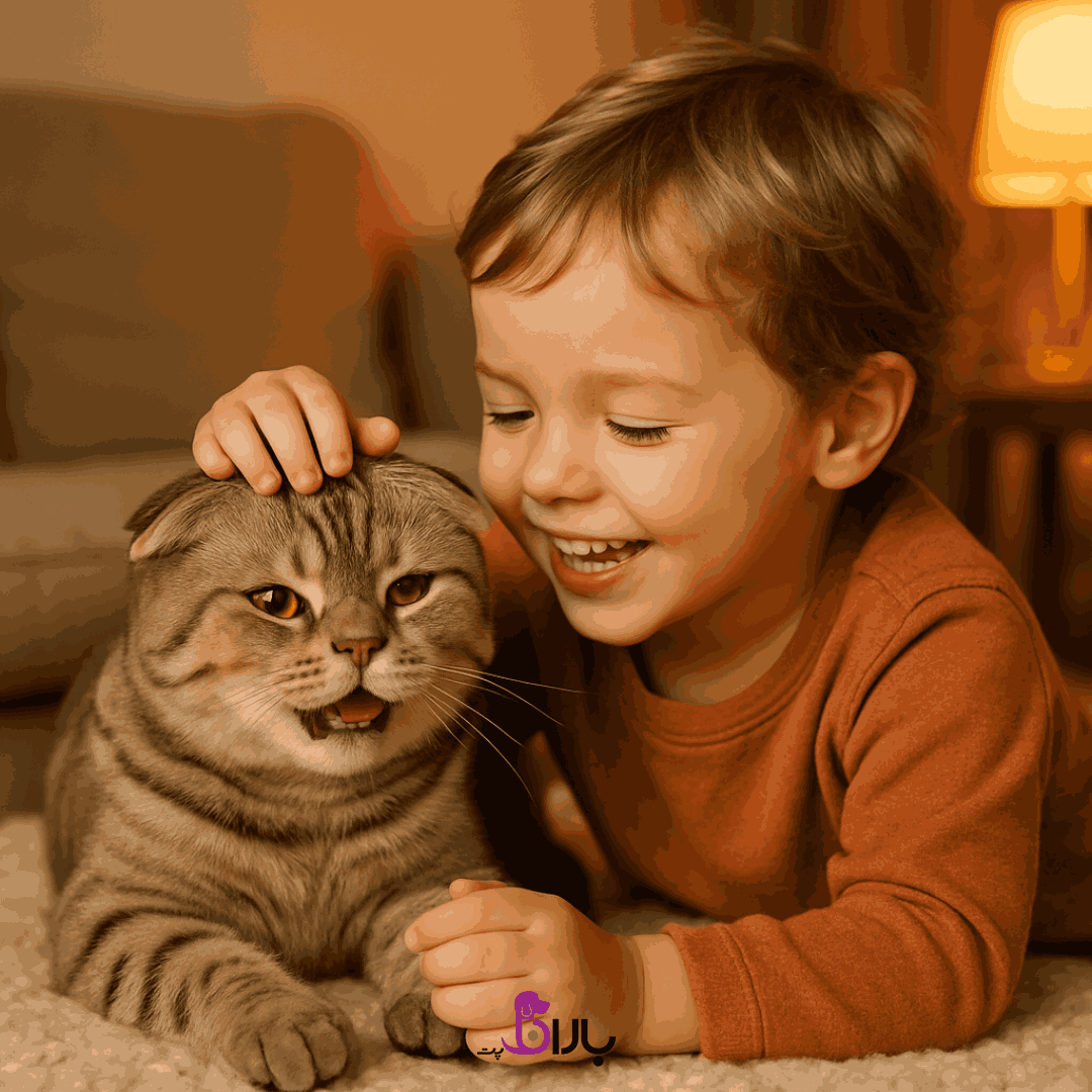 گربه اسکاتیش فولد