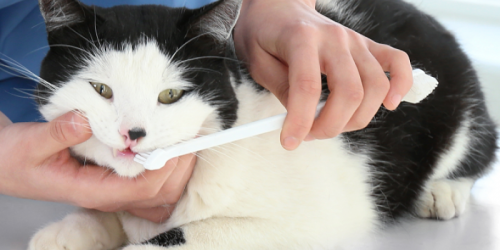 شیوه نگهداری و تمیز کردن دندان گربه