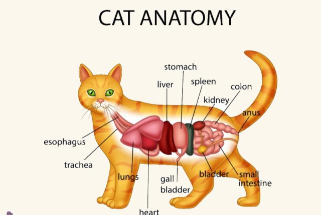 آناتومی گربه ( اسکلت و ماهیچه )
