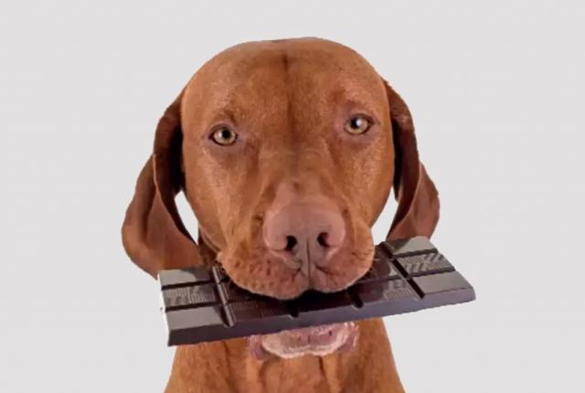 آیا سگ می تواند شکلات بخورد؟