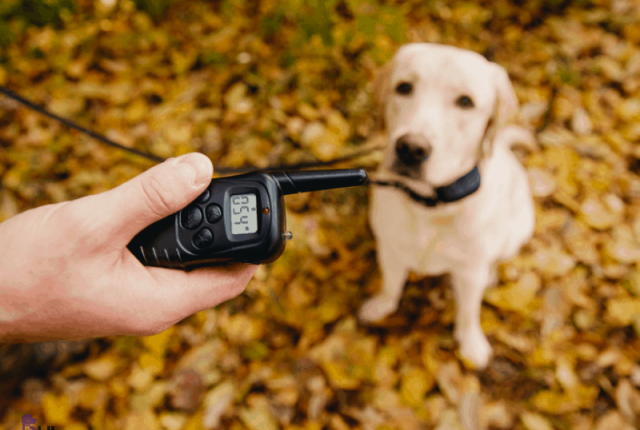 ممنوعیت کامل استفاده از قلاده‌های الکترونیکی سگ‌ها در اسکاتلند