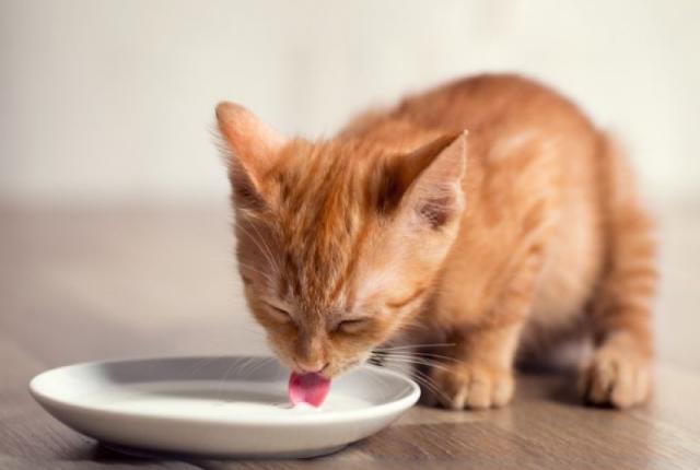 آیا گربه می تواند شیر بنوشد؟