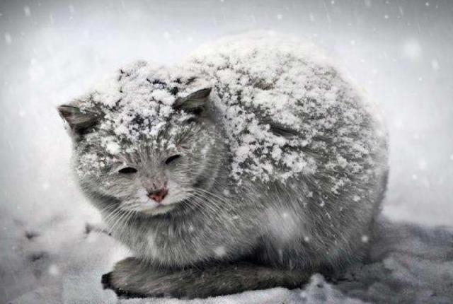 کمک کردن به گربه های خیابانی در زمستان