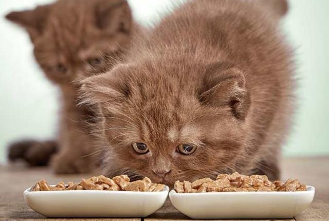 نیازهای غذایی بچه گربه