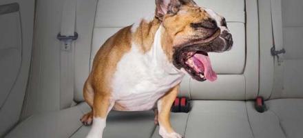 علائم و روش‌های پیشگیری از ماشین گرفتگی در سگ