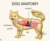 آناتومی سگ ( اسکلت و ماهیچه )