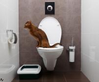 آموزش استفاده از توالت فرنگی به گربه