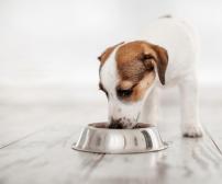 چه میزان باید به یک توله سگ غذا داد؟