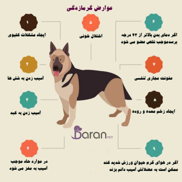 علایم گرمازدگی سگ گرما زدگی سگ