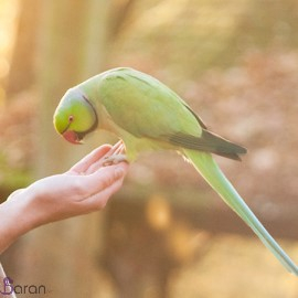 به پرنده خود چه غذایی بدهید